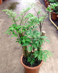 廣州森源花卉 專業苗木種植，打造花卉世界優質產品展示