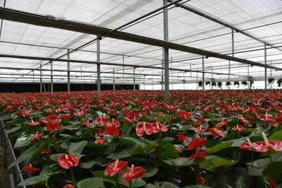 2021年全國花卉產(chǎn)銷形勢深度剖析 盆栽植物與苗木種植產(chǎn)業(yè)發(fā)展報(bào)告